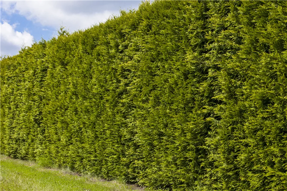 welchen dünger für zimmerpflanzen Zimmerpflanzendünger 500ml – Dünger und Pflanzenpflege für Ihren Garten