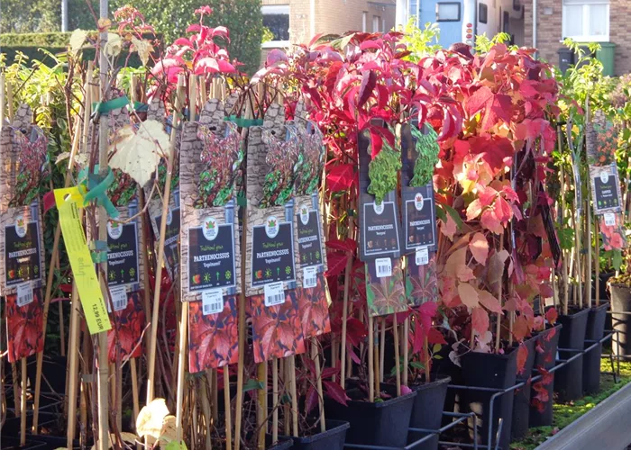 Kletterpflanzen Kletterpflanzen