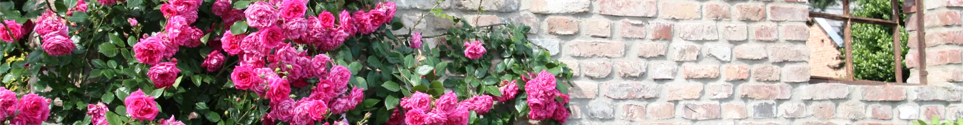 Rosenpflanzbeispiel Rosenpflanzbeispiel