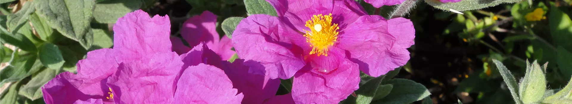 Cistus purpureus ... Cistus purpureus ...