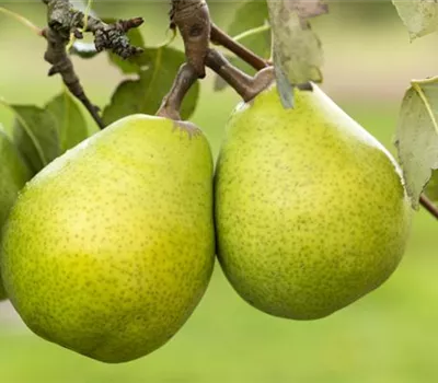 Pyrus com.'Alexander Lucas' CAC Pyrus com.'Alexander Lucas' CAC