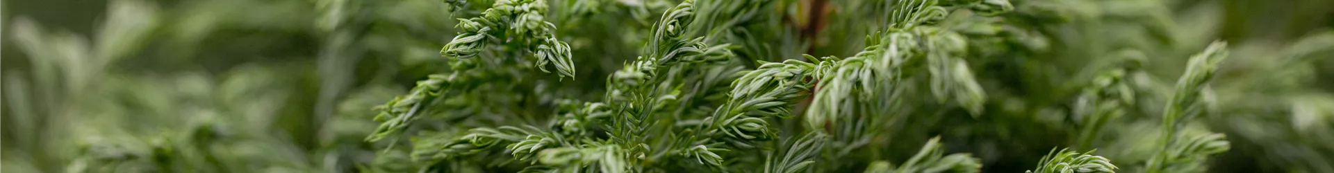 Chamaecyparis pisifera 'Boulevard' Chamaecyparis pisifera 'Boulevard'