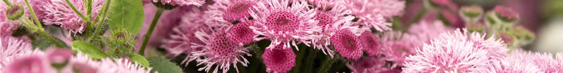 Ageratum 'BUMBLE'® Ageratum 'BUMBLE'®
