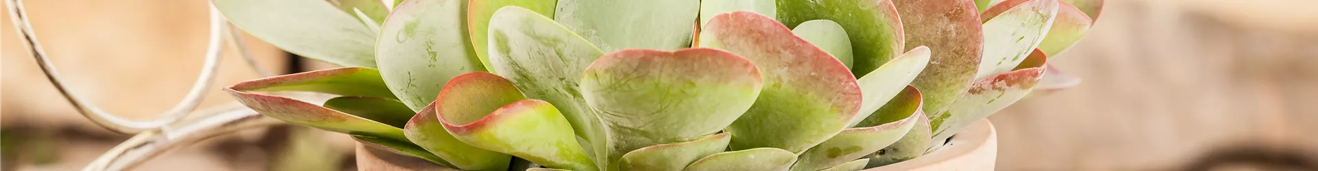 Kalanchoe thyrsiflora Kalanchoe thyrsiflora