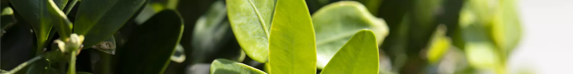 Buxus sempervirens Buxus sempervirens