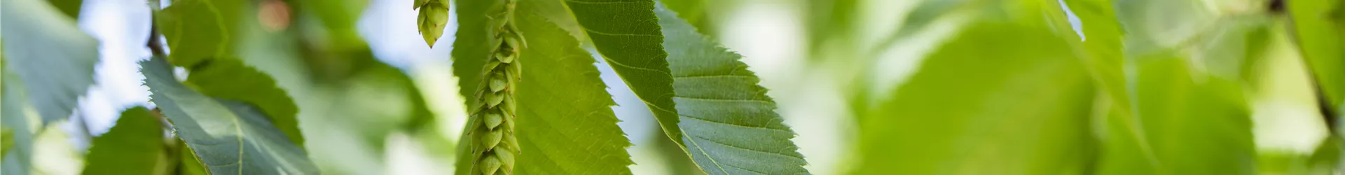 Carpinus betulus Carpinus betulus