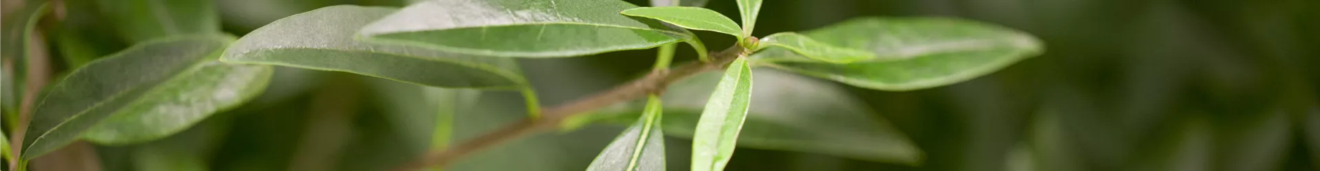 Ligustrum vulgare Ligustrum vulgare