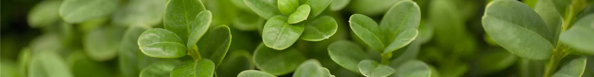 Buxus sempervirens 'Blauer Heinz' Buxus sempervirens 'Blauer Heinz'