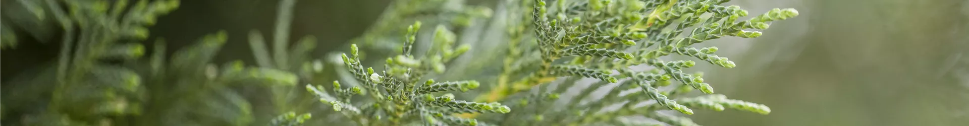 Cupressocyparis leylandii Cupressocyparis leylandii