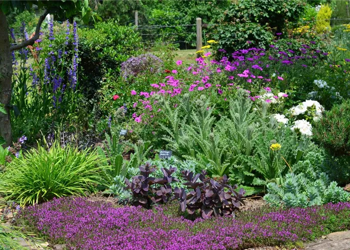 Bienenpflanzen Bienenpflanzen