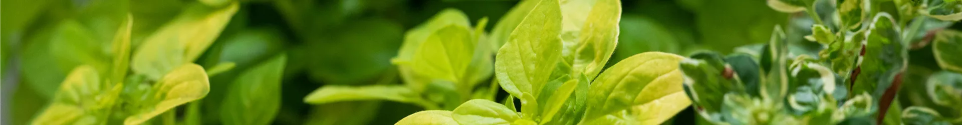 TrioMio™ Kräuterlust™ 'Origanum - Potpourri' TrioMio™ Kräuterlust™ 'Origanum - Potpourri'