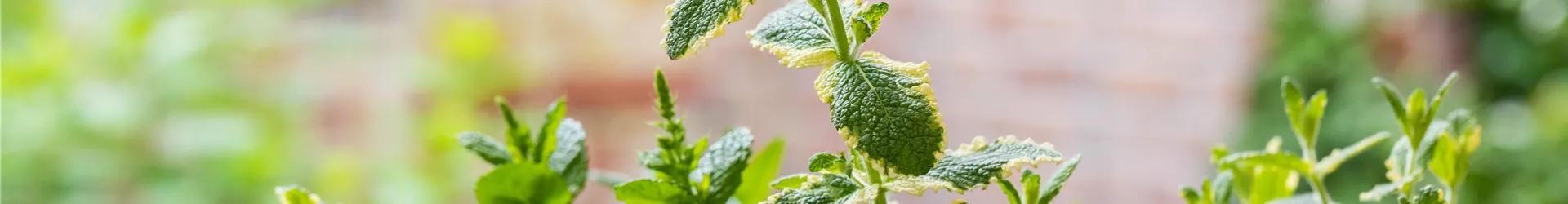 TrioMio™ Kräuterlust™ 'Minze -Potpourri' TrioMio™ Kräuterlust™ 'Minze -Potpourri'