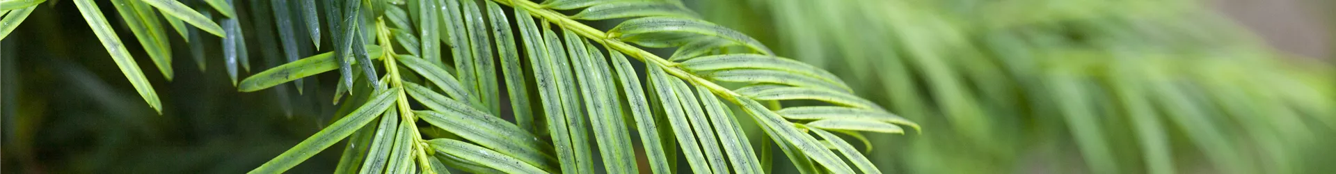 Taxus baccata 'Aurea' Taxus baccata 'Aurea'