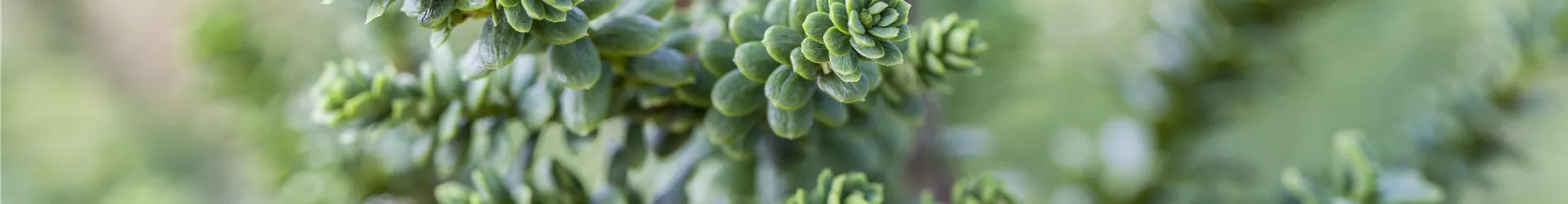 Taxus baccata 'Amersfoort' Taxus baccata 'Amersfoort'