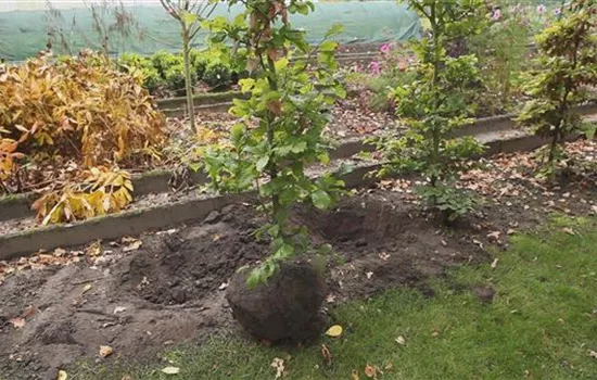 Rotbuche - Umpflanzen