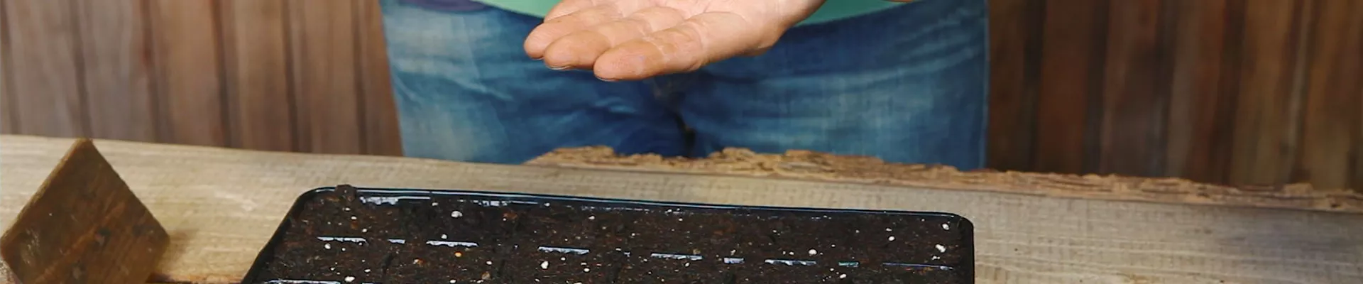 Sonnenhut - Aussäen von Samen (thumbnail)