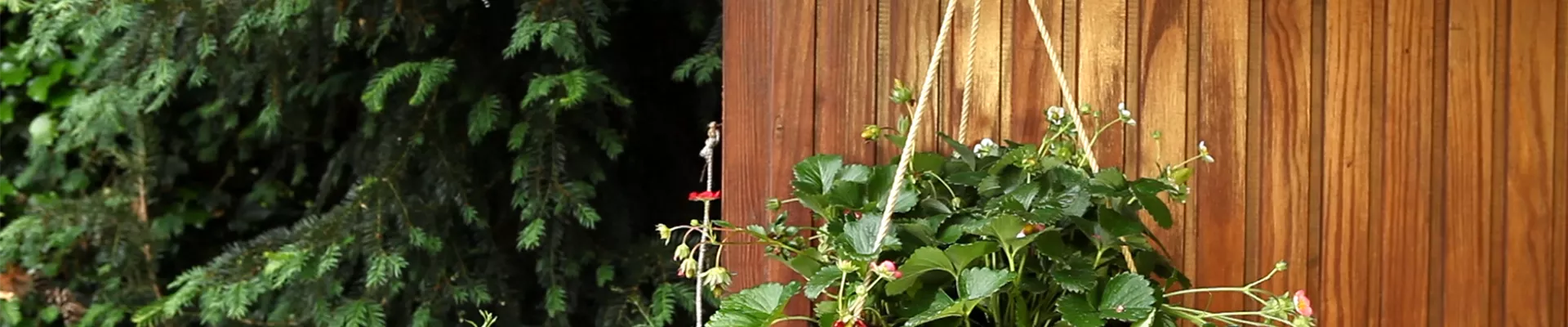 Erdbeeren - Ampfel bepflanzen (thumbnail)