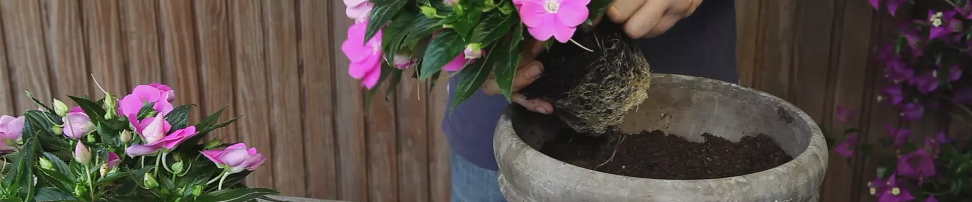 Edellieschen - Einpflanzen in ein Gefäß (thumbnail)