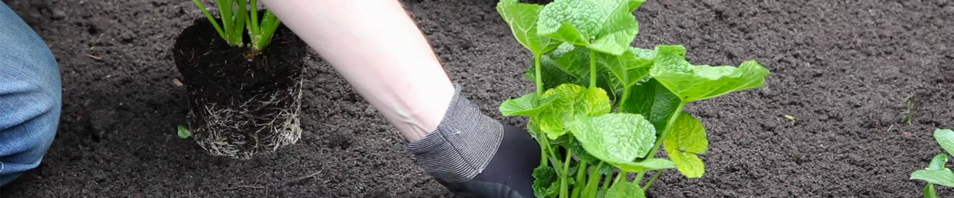 Stockrosen - Einpflanzen im Garten (thumbnail)