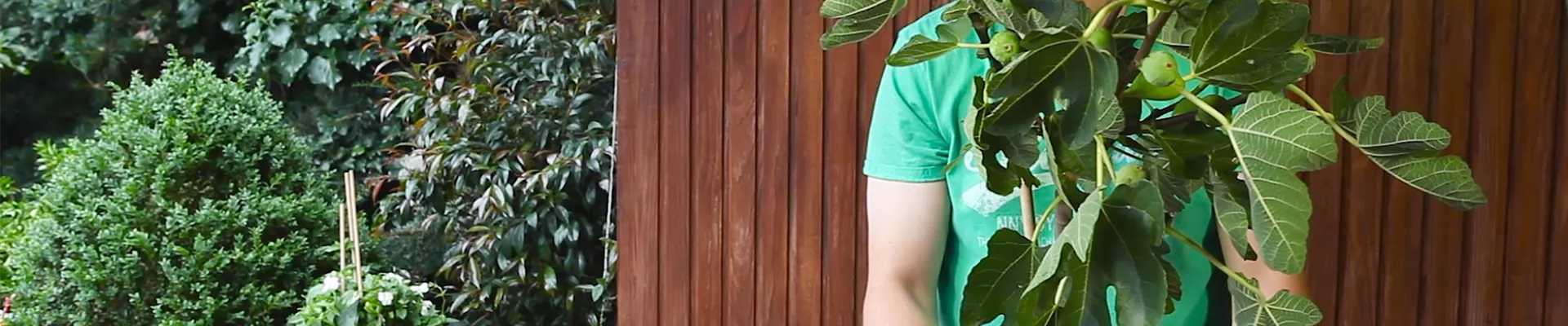 Feige - Einpflanzen in ein Gefäß (thumbnail) Feige - Einpflanzen in ein Gefäß (thumbnail)