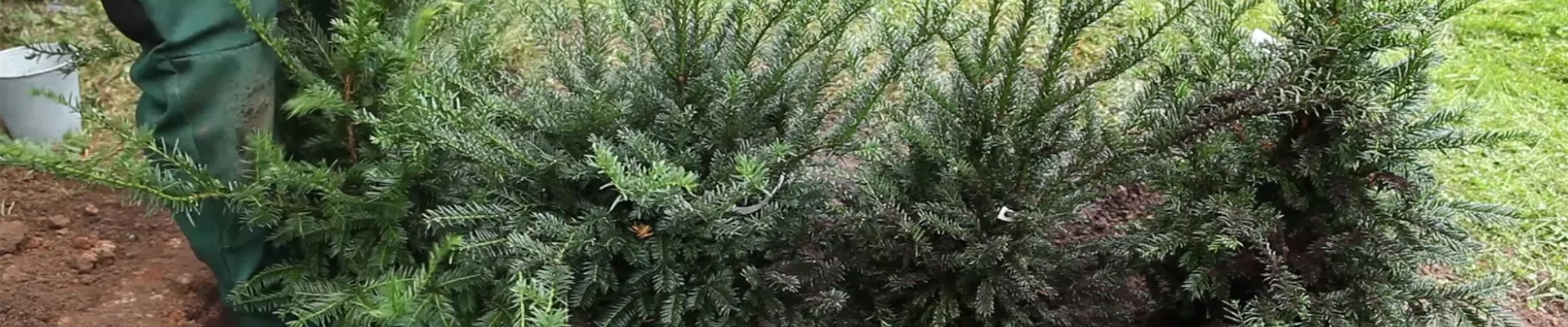 Eibe - Hecke einpflanzen im Garten (thumbnail) Eibe - Hecke einpflanzen im Garten (thumbnail)