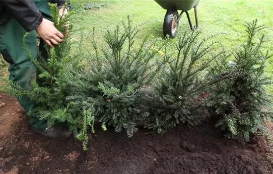 Eibe - Hecke einpflanzen im Garten Eibe - Hecke einpflanzen im Garten
