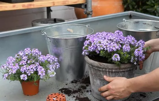 Eisenkraut - Einpflanzen in ein Gefäß Eisenkraut - Einpflanzen in ein Gefäß