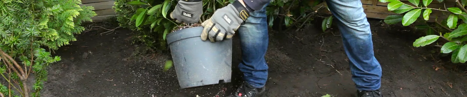 Skimmie - Einpflanzen im Garten (thumbnail) Skimmie - Einpflanzen im Garten (thumbnail)