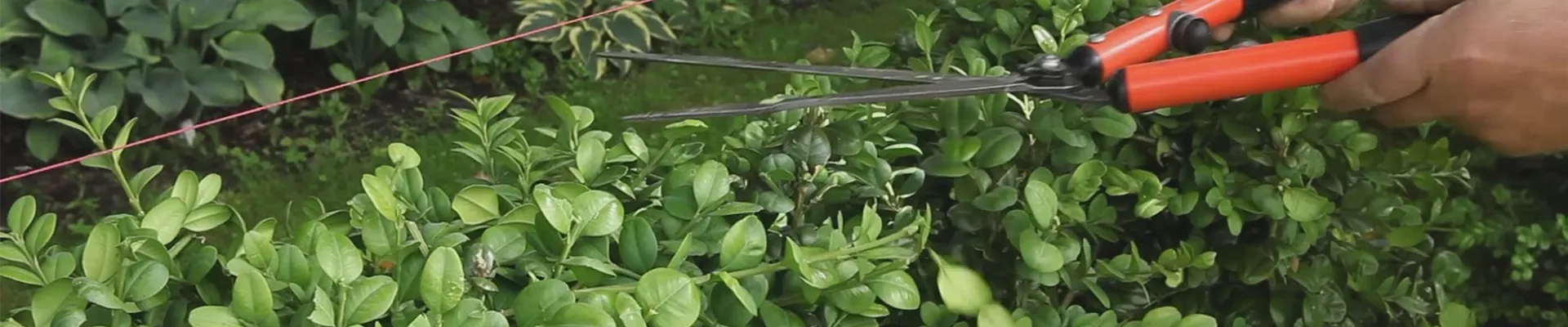 Buchsbaum - Heckenförmig zurückschneiden (thumbnail)