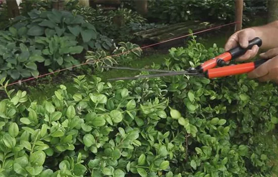 Buchsbaum - Heckenförmig zurückschneiden Buchsbaum - Heckenförmig zurückschneiden