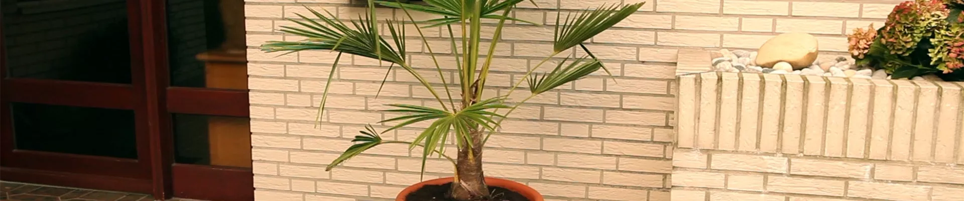 Chinesische Hanfpalme - Umtopfen (thumbnail) Chinesische Hanfpalme - Umtopfen (thumbnail)