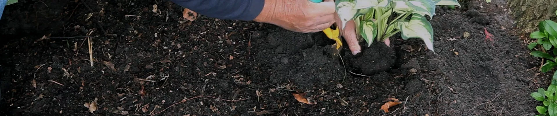 Hosta - Einpflanzen im Garten (thumbnail) Hosta - Einpflanzen im Garten (thumbnail)