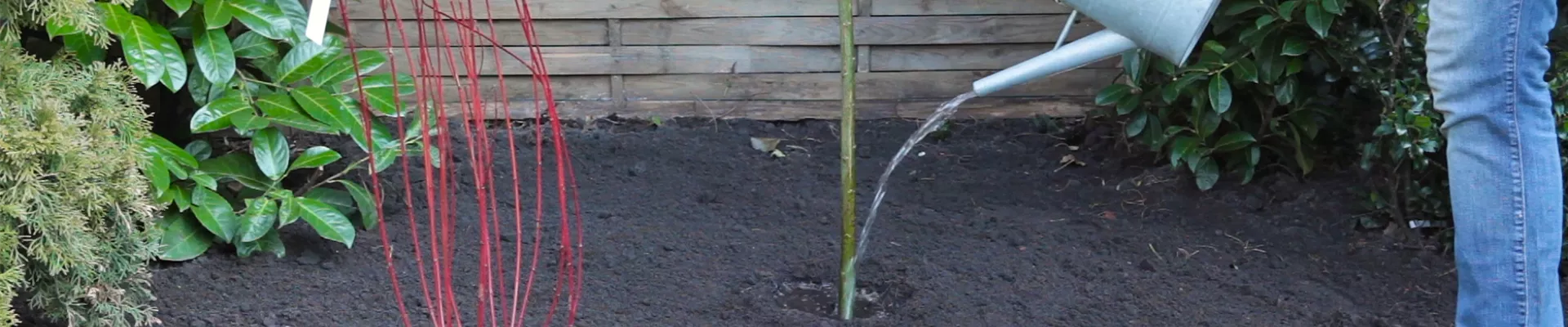 Hängekätzchenweide - Einpflanzen im Garten (thumbnail)