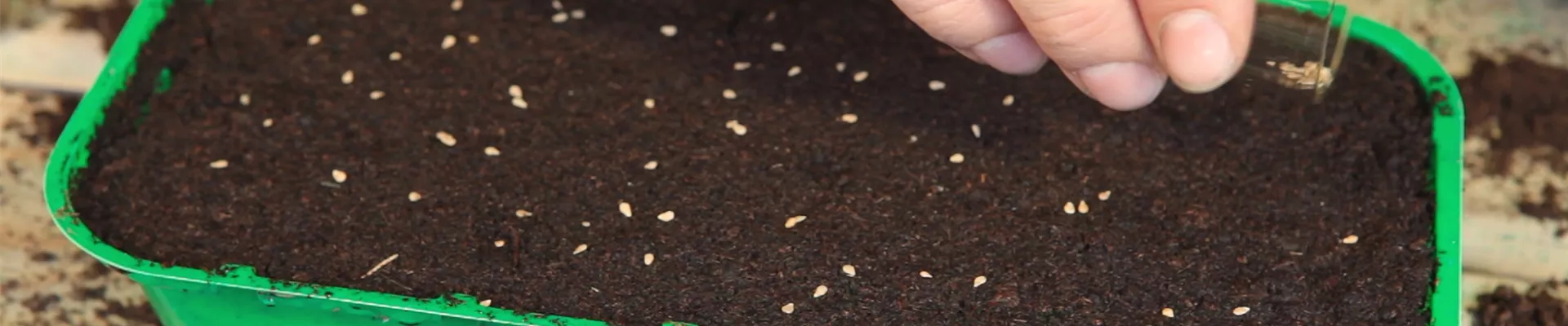 Cherrytomaten - Aussäen von Samen (thumbnail)