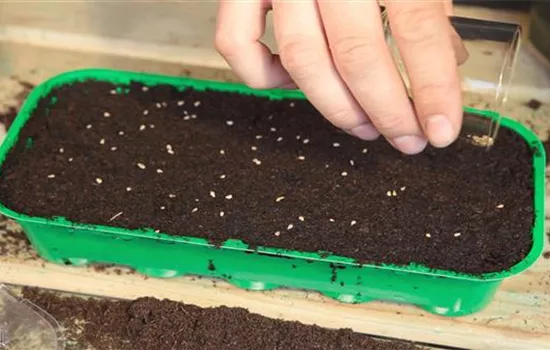 Cherrytomaten - Aussäen von Samen