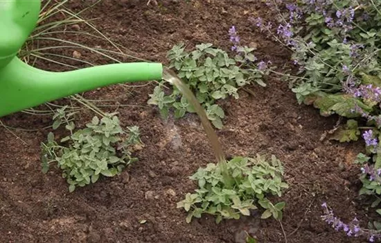 Katzenminze - Einpflanzen im Garten Katzenminze - Einpflanzen im Garten