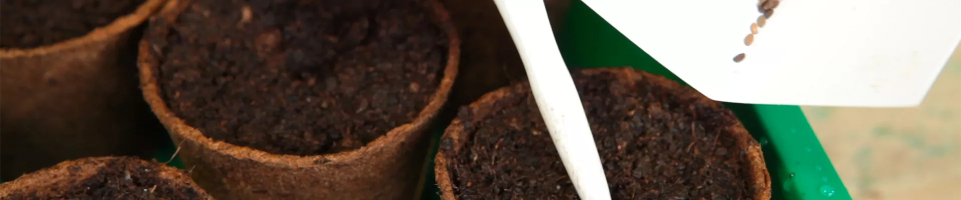 Flammenblume - Aussäen von Samen (thumbnail) Flammenblume - Aussäen von Samen (thumbnail)