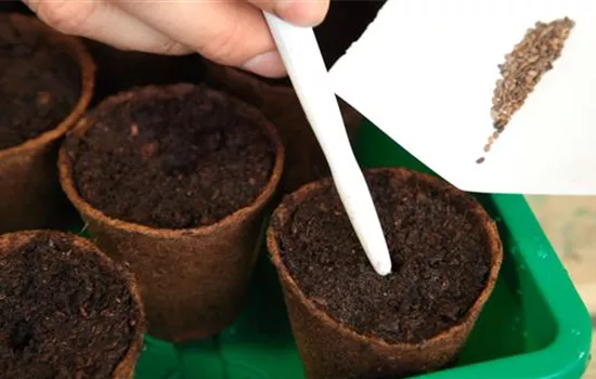 Flammenblume - Aussäen von Samen Flammenblume - Aussäen von Samen