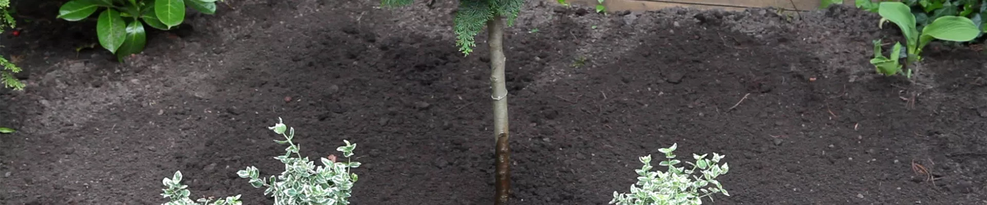 Kletter-Spindelstrauch - Einpflanzen im Garten (thumbnail) Kletter-Spindelstrauch - Einpflanzen im Garten (thumbnail)