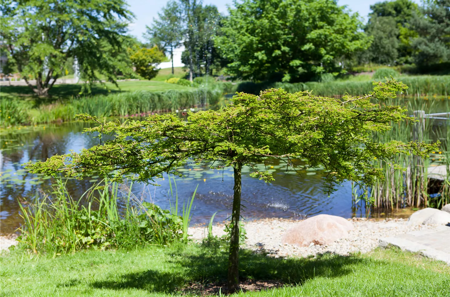 Gartenteich easy going - so klappt's