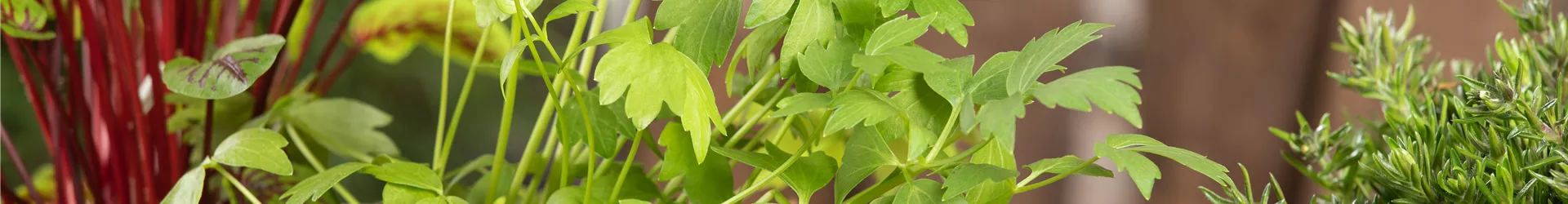 Levisticum officinale Levisticum officinale