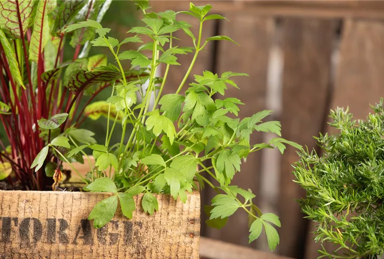 Levisticum officinale