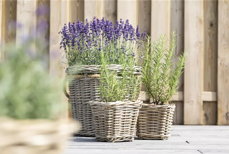 Rosamrinus officinalis, Lavandula angustifolia