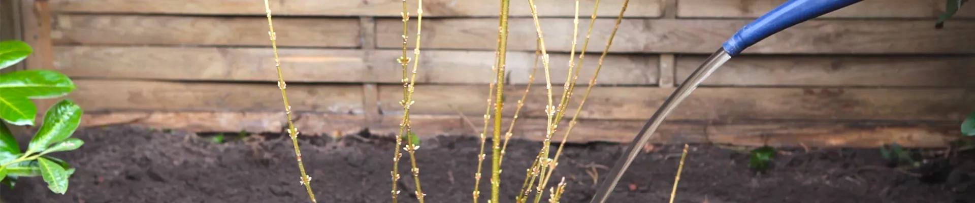 Forythie - Einpflanzen im Garten (thumbnail) Forythie - Einpflanzen im Garten (thumbnail)