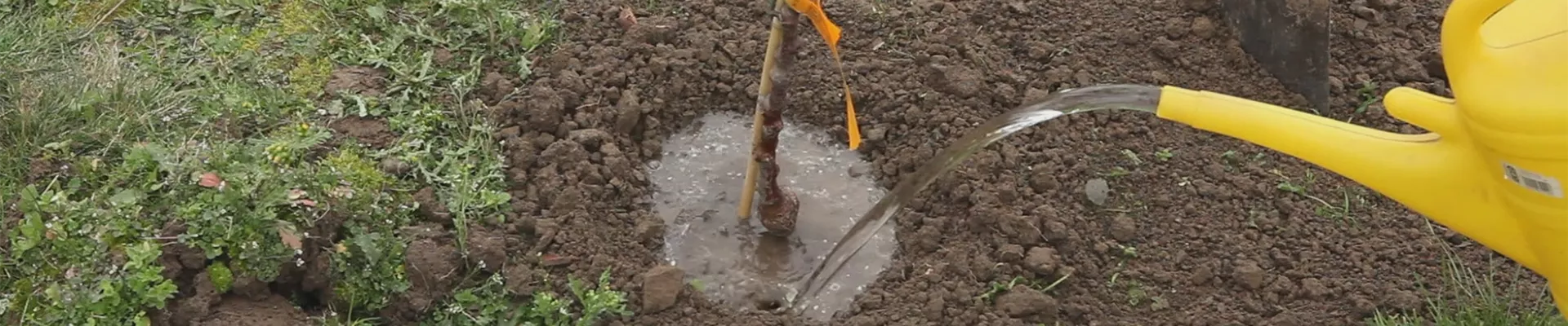 Zwergapfelbaum - Einpflanzen im Garten (thumbnail) Zwergapfelbaum - Einpflanzen im Garten (thumbnail)