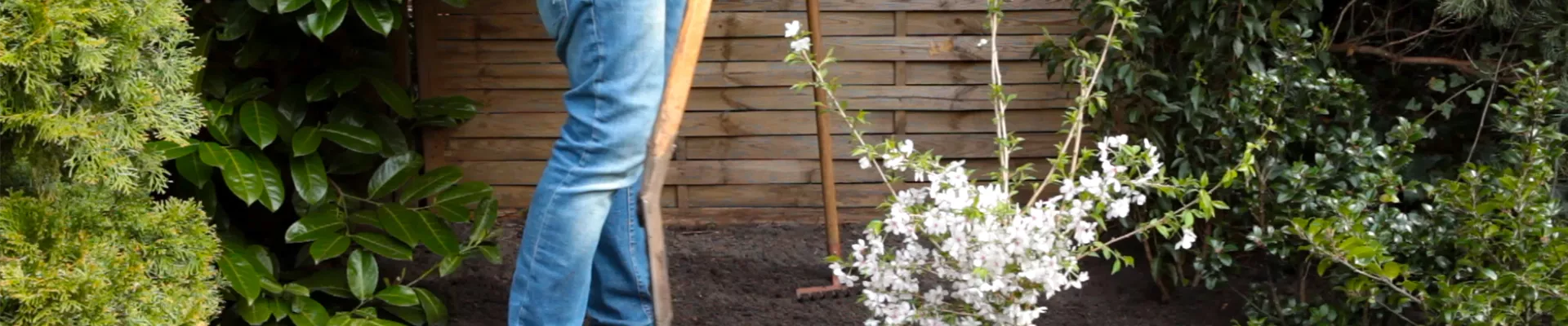 Geschlitzte Kirsche - Einpflanzen im Garten (thumbnail)