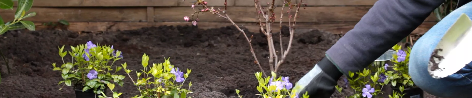 Kleinblättriges Immergrün - Einpflanzen im Garten (thumbnail)