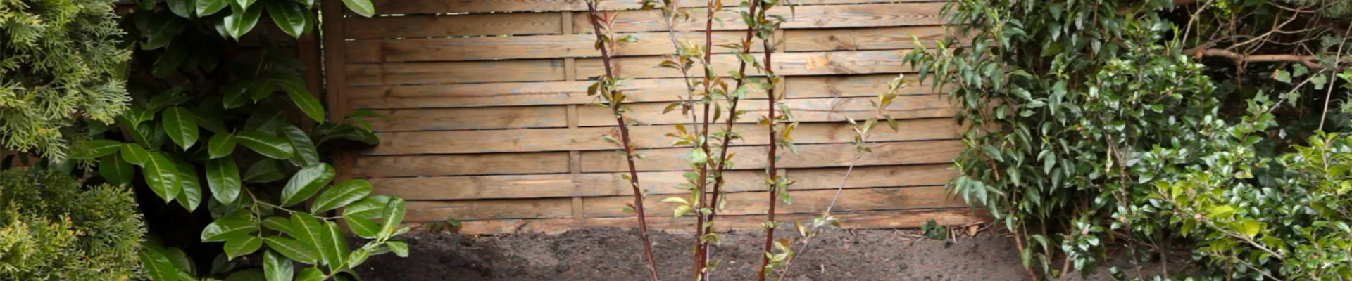 Rotblättriger Zierpfirsich - Einpflanzen im Garten (thumbnail) Rotblättriger Zierpfirsich - Einpflanzen im Garten (thumbnail)