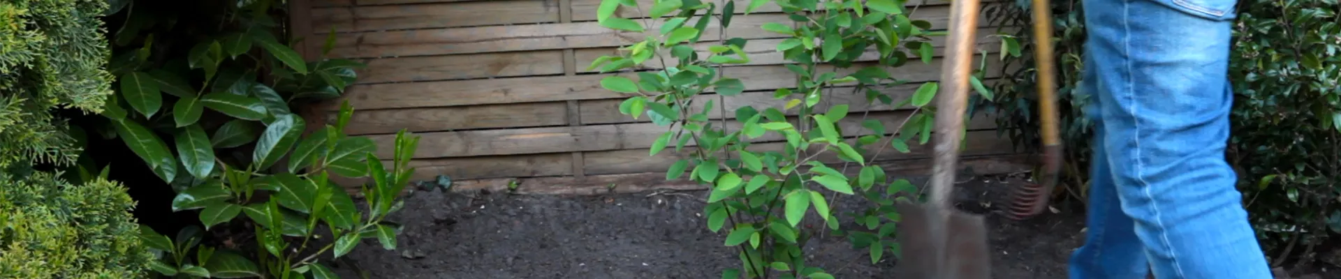 Felsenbirne - Einpflanzen im Garten (thumbnail) Felsenbirne - Einpflanzen im Garten (thumbnail)