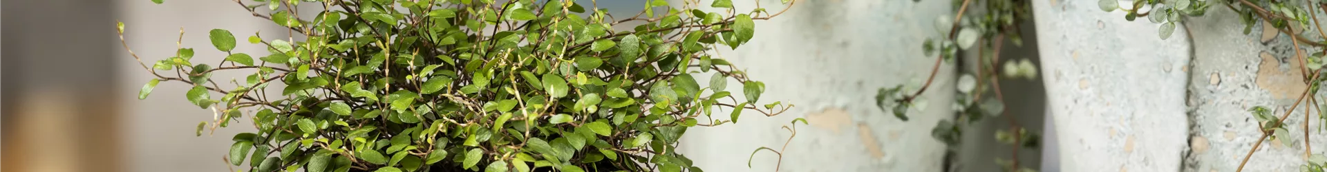 Muehlenbeckia complexa Muehlenbeckia complexa